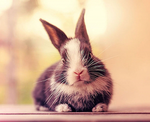 Bébé lapin devenu grand, en 24 jours et 16 clichés