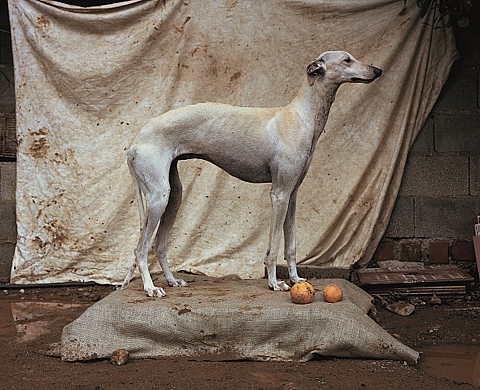 Exposition : « WHERE HUNTING DOGS REST » de Martin Usborne Exposition : « WHERE HUNTING DOGS REST » de Martin Usborne
