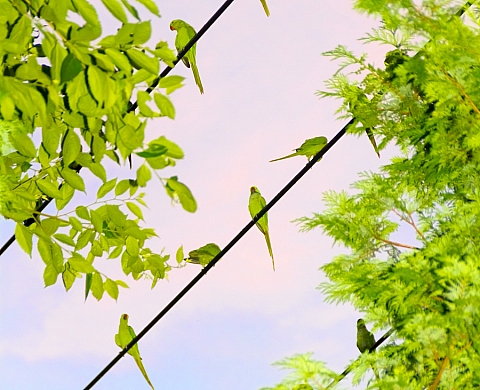 Les journées photographiques de Bienne