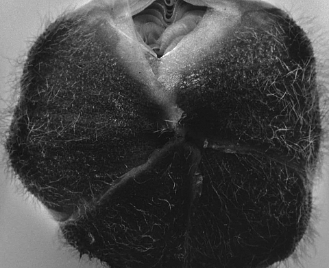 Exposition : Terrestres jardiniers célestes, à la galerie Lazarew