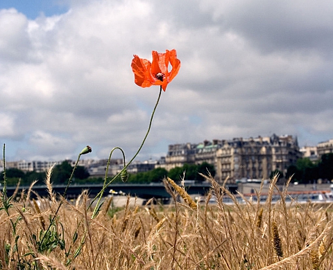 Exposition : Paris Fleurs Sauvages Exposition : Paris Fleurs Sauvages
