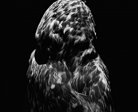 Exposition « Le Temps éparpillé ( 1995- 2005 ) », photographies d'Israel Ariño