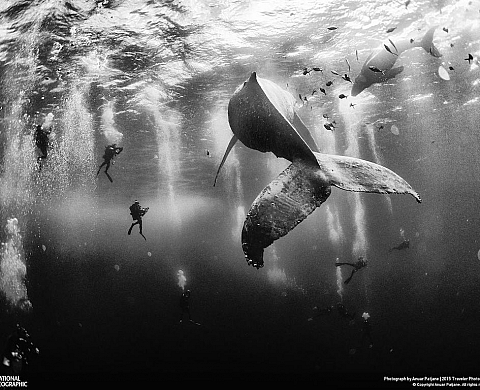 Les 10 photos époustouflantes du concours de National Geographic