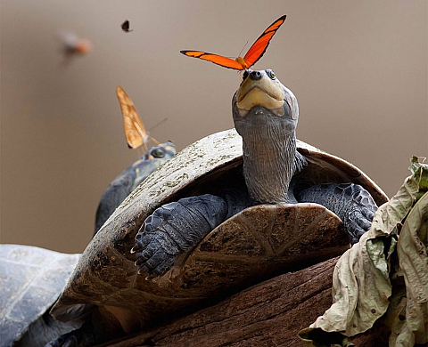 Ces papillons qui boivent des larmes de crocodile