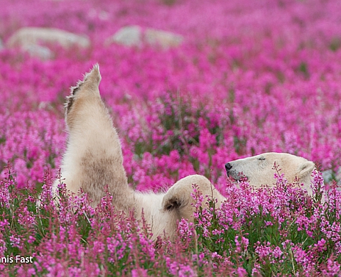 Un ours blanc en été, les photos étonnantes de Dennis Fast
