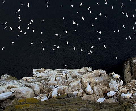 Les British Wildlife Photography Awards 2015 sont attribués à...