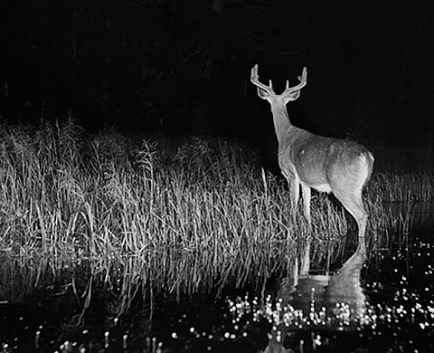 Exposition : « L'intérieur de la nuit » par George Shiras Exposition : « L'intérieur de la nuit » par George Shiras