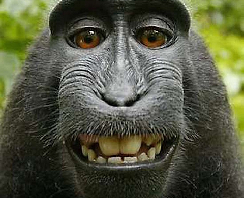 On n'apprend pas au vieux singe à faire la grimace... ni des selfies 