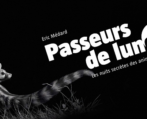 Les nuits secrètes des animaux sauvages Les nuits secrètes des animaux sauvages