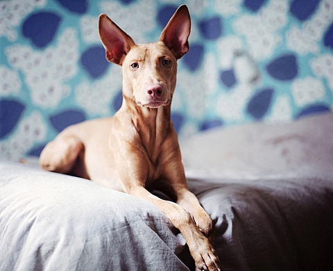 Exposition : « Salvados ! » de Mathias de Lattre