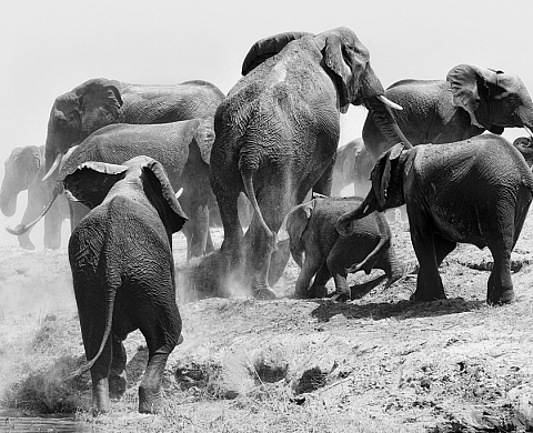Exposition : « Le rève de Lucy » de Philippe Alexandre Chevallier