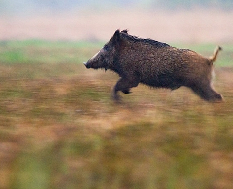 Exposition : « Brin de Nature » de Martial Bays