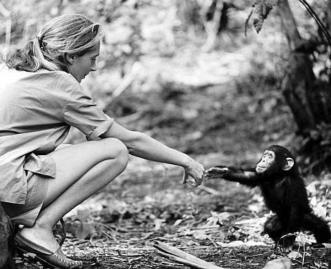 Vente de photographies au profit de l'institut Jane Goodall