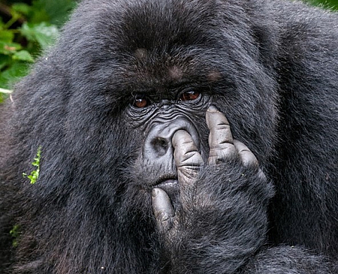 Ce n'est pas au vieux singe qu'on apprend à faire la grimace