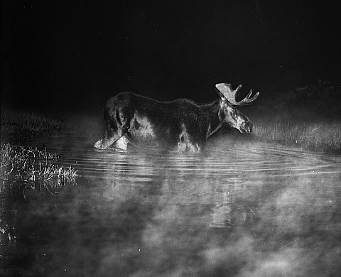 George Shiras, « photochasseur » nocturne George Shiras, « photochasseur » nocturne