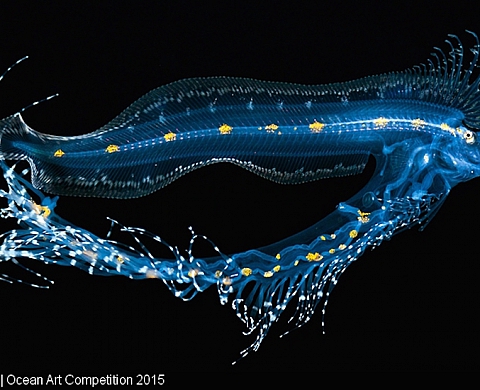 Le cliché d'une larve macroscopique remporte l'Ocean Art Contest 2015