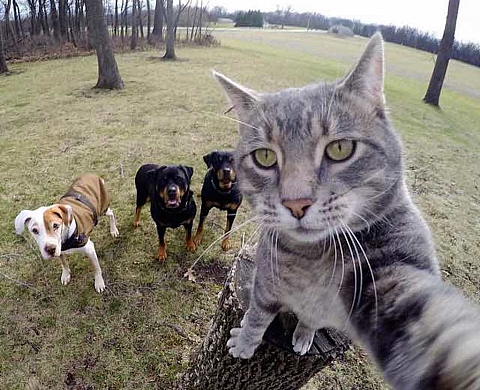 Manny the Selfie Cat, nouveau photographe animalier