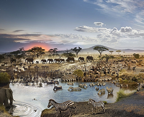 26h dans la savane en une photo : le nouveau défi réussi de Stephen Wilkes