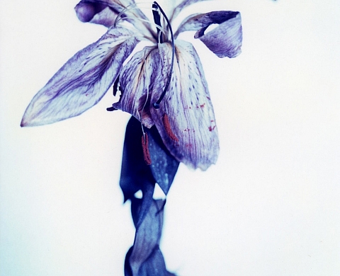 Exposition : « La terre est bleue » de Jean Philippe Pernot, Sylvie Pesnel et Jean-Luc Guin'amant