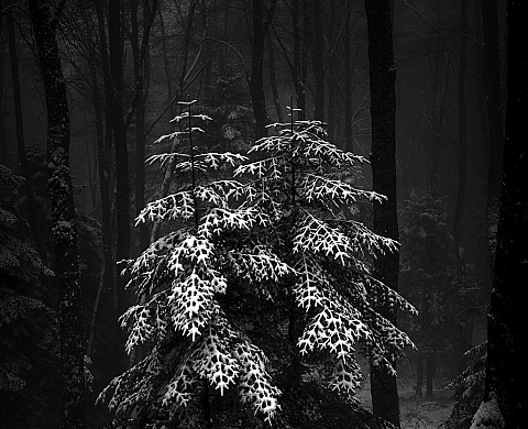 Exposition : « Pyrénées addiction : Les Forêt  » de Bruno Blais