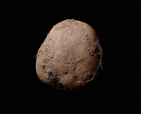 C'est l'histoire d'une patate... qui valait un million d'euros !