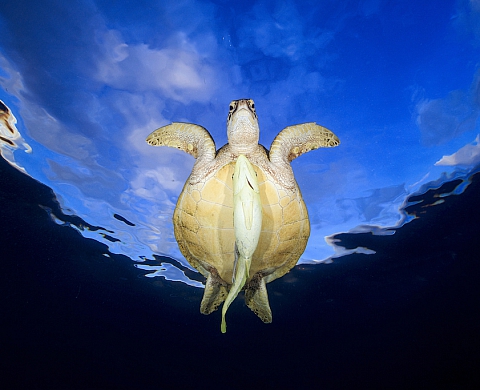 Palmarès du Underwater Photographer of the Year