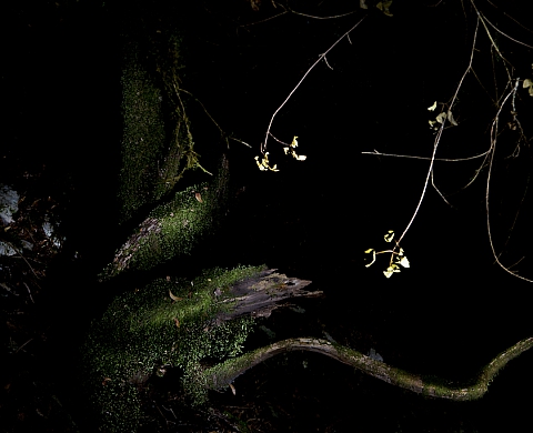 Exposition : « L'hors de moi en bois » d'Antoine Rozès 
