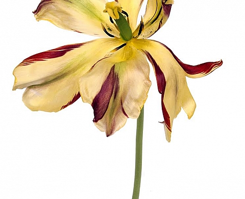 Exposition : « Botanic' Art chez Jardin en Art » Exposition : « Botanic' Art chez Jardin en Art »