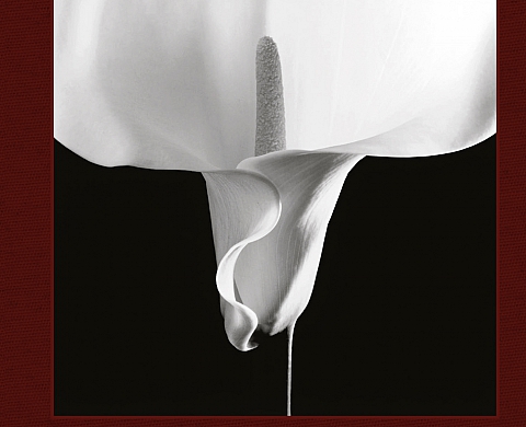 « Flora : Les fleurs de Mapplethorpe », un ouvrage sublime à prix d'or « Flora : Les fleurs de Mapplethorpe », un ouvrage sublime à prix d'or