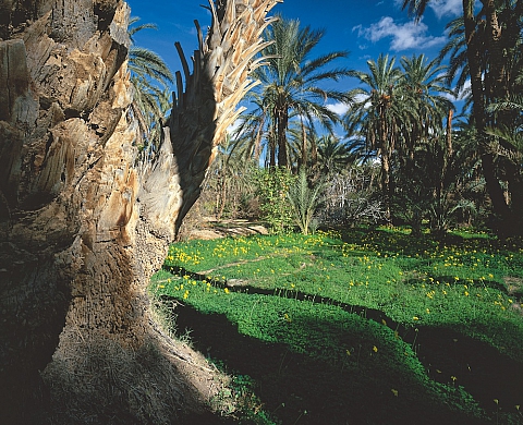 Exposition « Jardins d'ailleurs » de Jardins en Art Exposition « Jardins d'ailleurs » de Jardins en Art