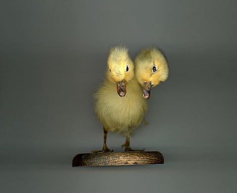 Exposition : « Deus ex Machina » de Katarina Jebb