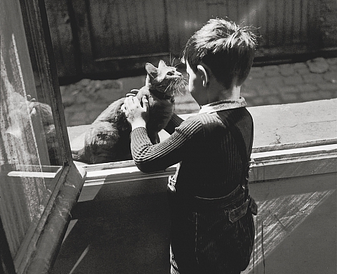 « Les Chats » de Willy Ronis : flâneries félines « Les Chats » de Willy Ronis : flâneries félines