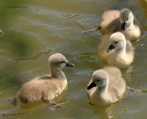 Festiphoto de Rambouillet participe à la fête de la nature 2016 à Saint Hilarion