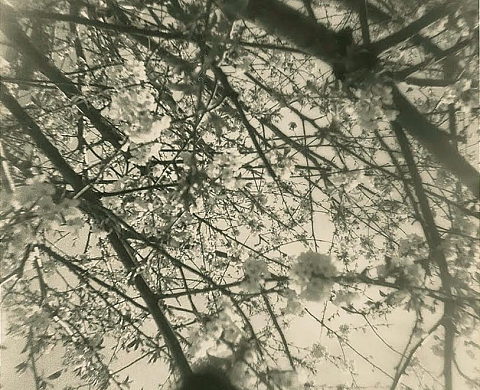 Exposition : « And, where did the peacocks go? » de Miho Kajioka