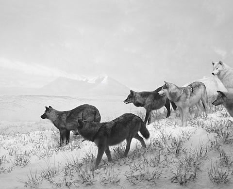 Exposition : « Le Grand Orchestre des Animaux » à la Fondation Cartier Exposition : « Le Grand Orchestre des Animaux » à la Fondation Cartier