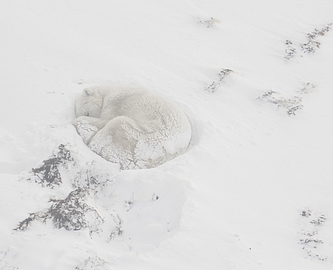 Exposition : « Immersion sauvage » avec Vincent Munier