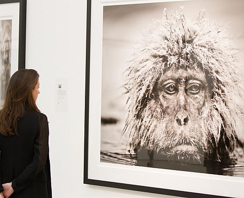 L'exposition « Wild Encounters » de David Yarrow