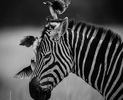 Exposition de Laurent Baheux au Festival Photographique de Moncoutant