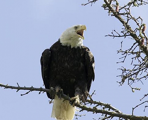6ème Festival de Photographies animalières et de nature Les Silences du Ventoux (Vaucluse)