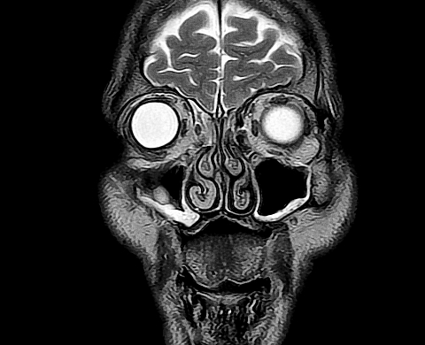 Houellebecq au Palais de Tokyo : promenade dans les méandres d'un cerveau malade