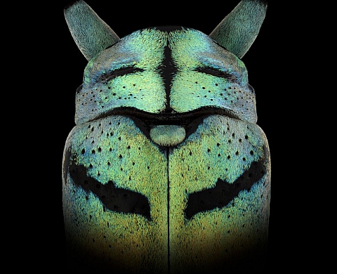 La macrophotographie selon Pascal Goet ou la mascarade des insectes