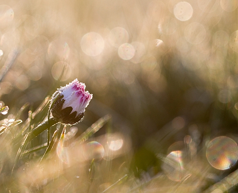 Exposition : Photo’Folies 2016