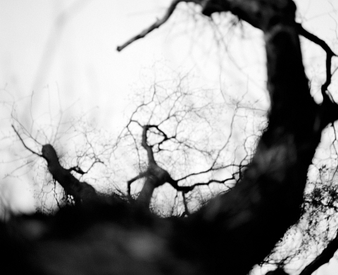 Exposition : « L'orée » de  Isabelle Vaillant 