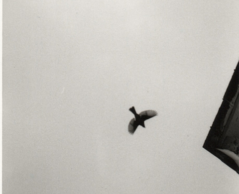 Exposition : « HOUAT ELSE? LORIENT ! » de Bernard Plossu & Ilan Wolff