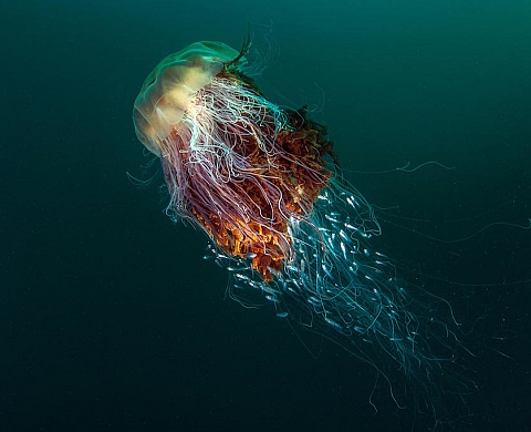 Le palmarès ébouriffant des British Wildlife Photography Awards 2016 