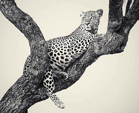 Exposition : Tom D. Jones et V. Kalitventzeff à la Travel Gallery