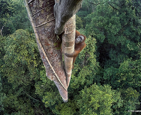 Voici les vainqueurs du concours Wildlife Photographer of the Year 2016