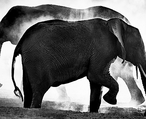 Exposition : « Elephant Dream » de Kyriakos Kaziras
