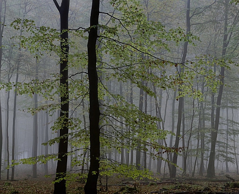 Exposition : « Des arbres en hiver » au Domaine de Chaumont-sur-Loire