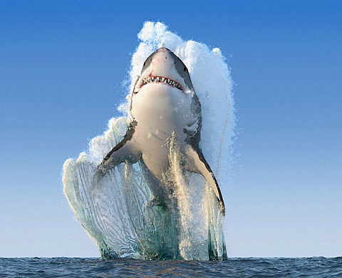 Le requin et Twitter : l'histoire de la fausse « photo de l'année »